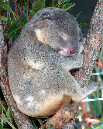 Australia_Cairns_Koala.jpg